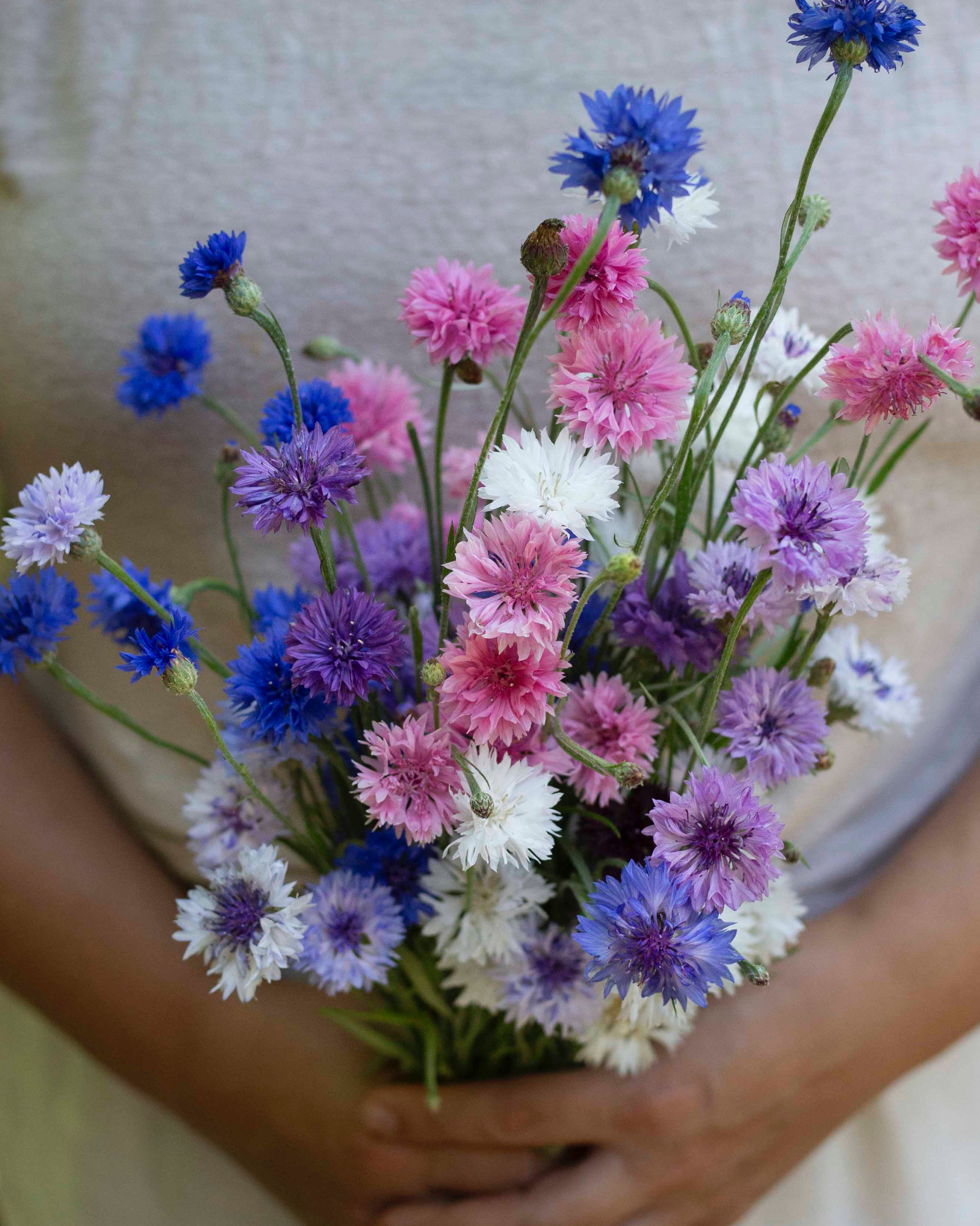 Ruiskaunokki Meadow mix