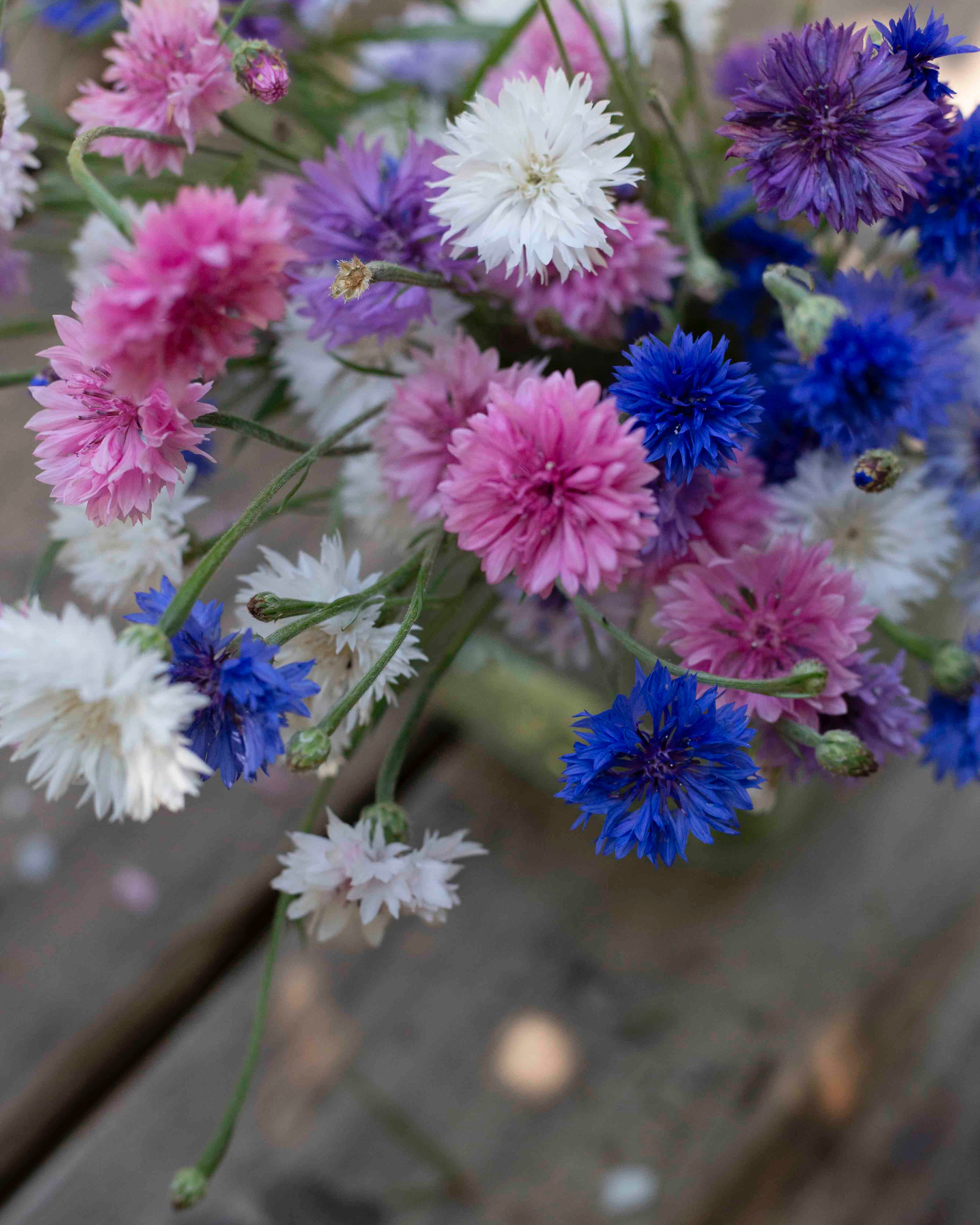 Ruiskaunokki Meadow mix