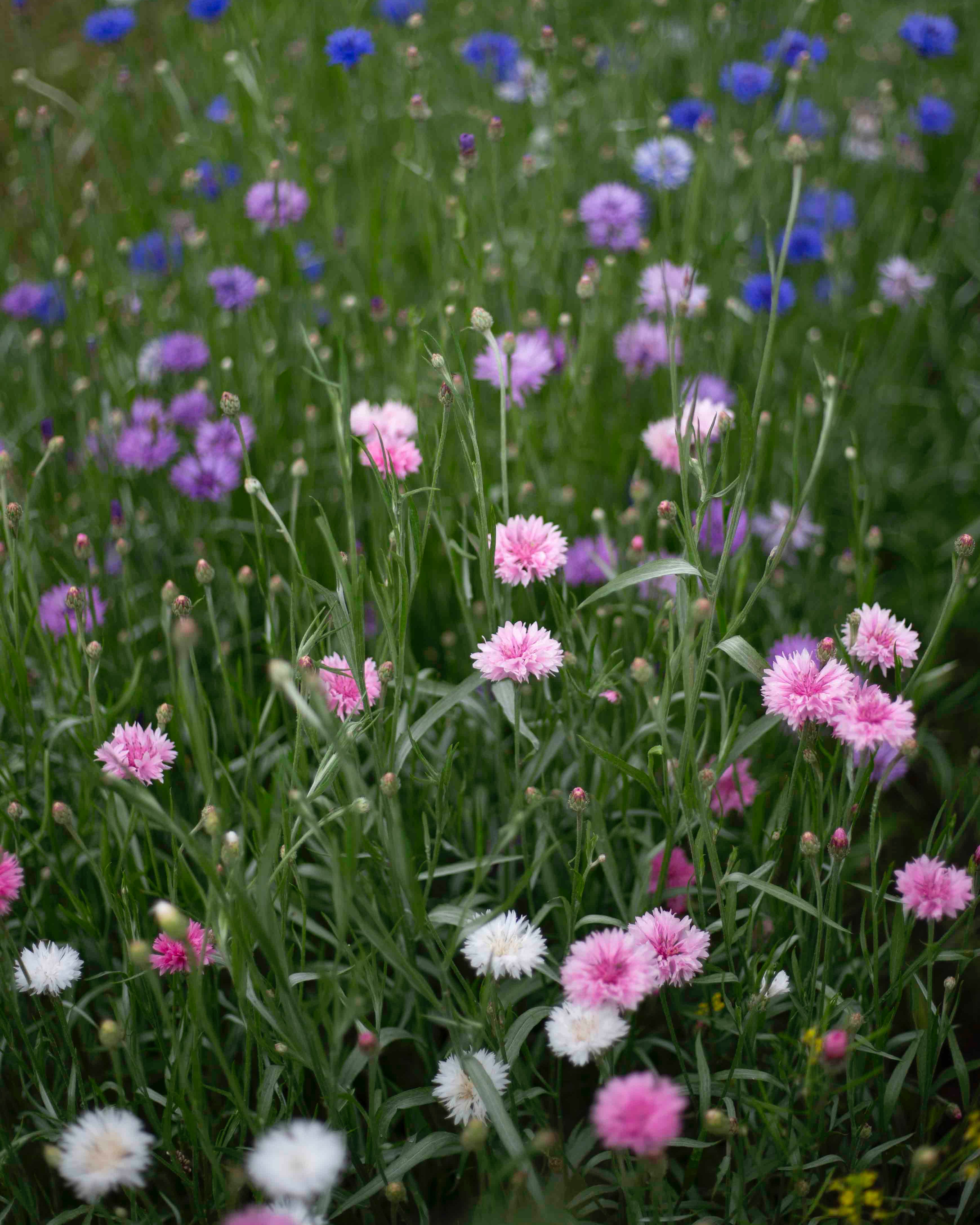 Ruiskaunokki Meadow mix