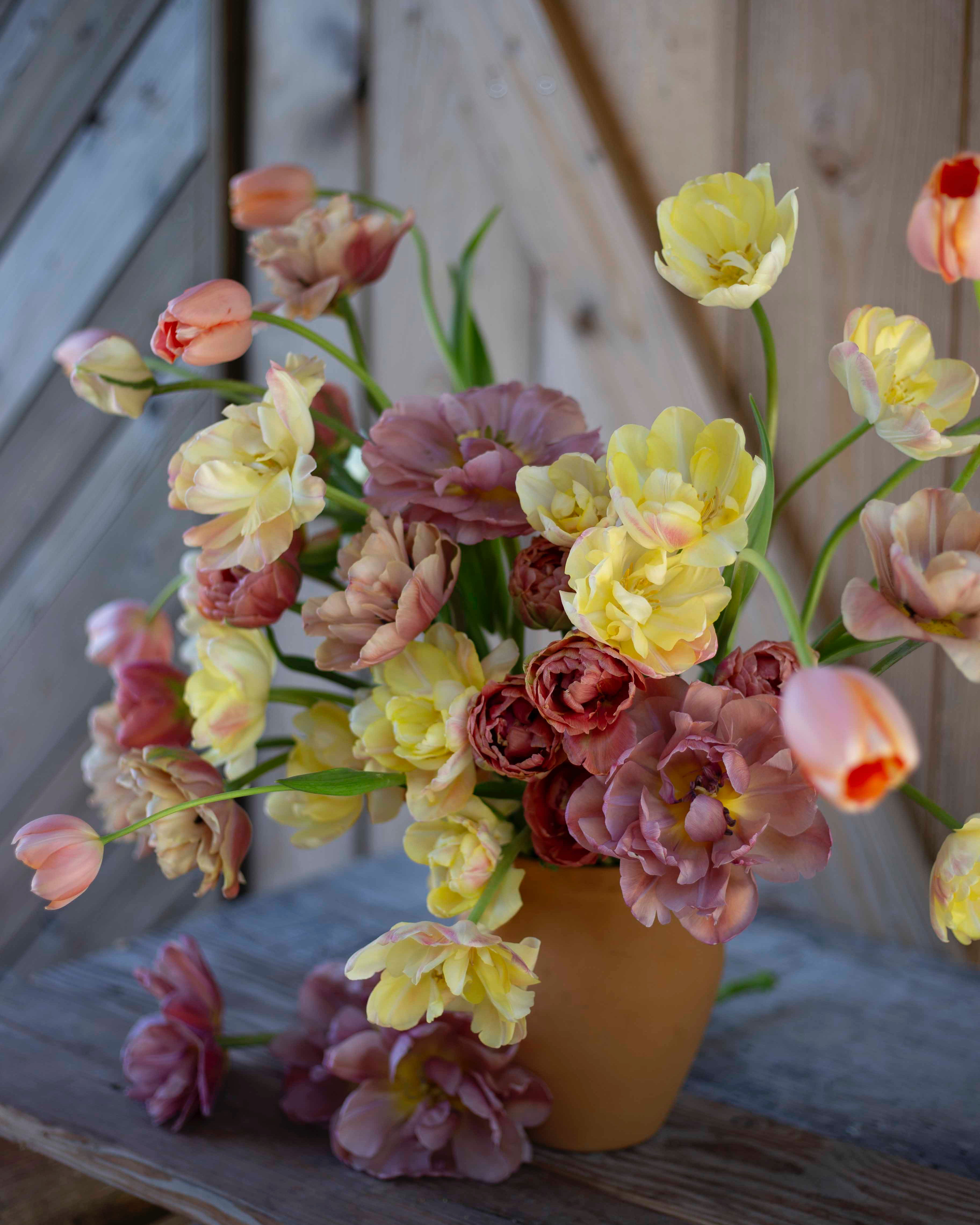 Ranskalainen tulppaani Menton