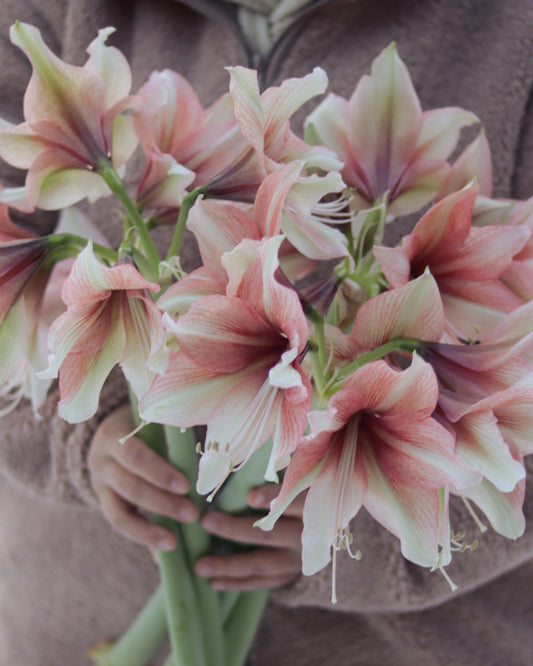 Amaryllis Mocca®