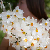 Actaea
