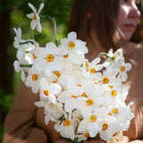 Actaea