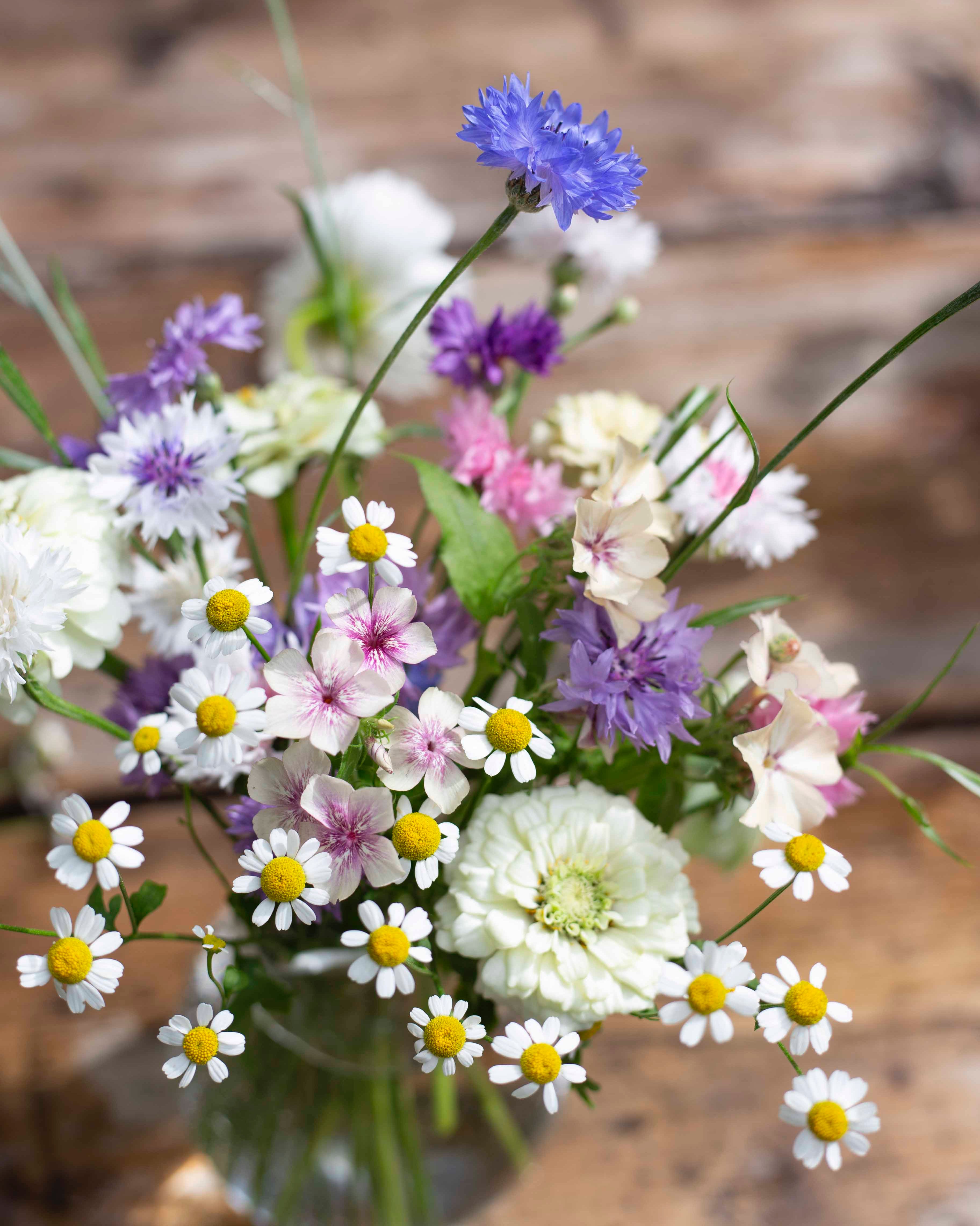 Ruiskaunokki Meadow mix