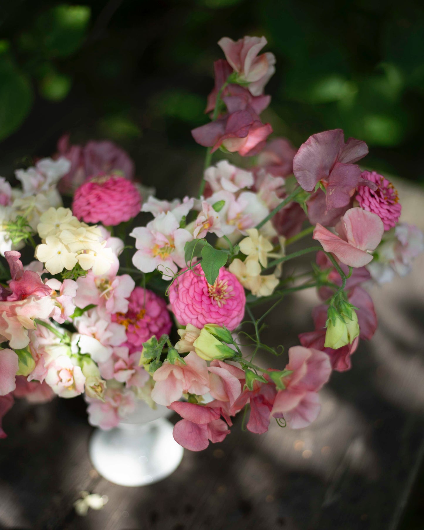 Isotsinnia Oklahoma Pink