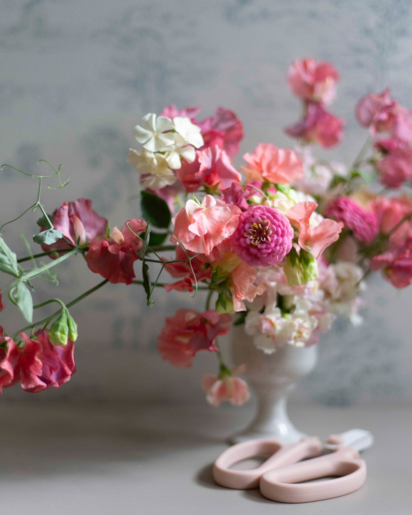 Isotsinnia Oklahoma Pink