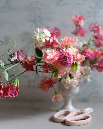 Isotsinnia Oklahoma Pink