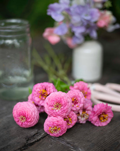 Isotsinnia Oklahoma Pink