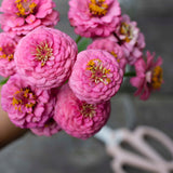 Oklahoma Pink