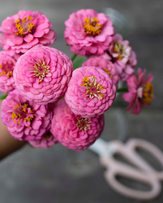 Isotsinnia Oklahoma Pink