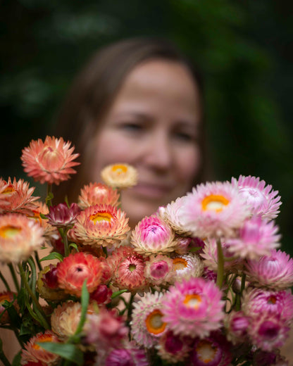 Iso-olkikukka Salmon Rose