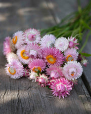 Iso-olkikukka Silvery Rose