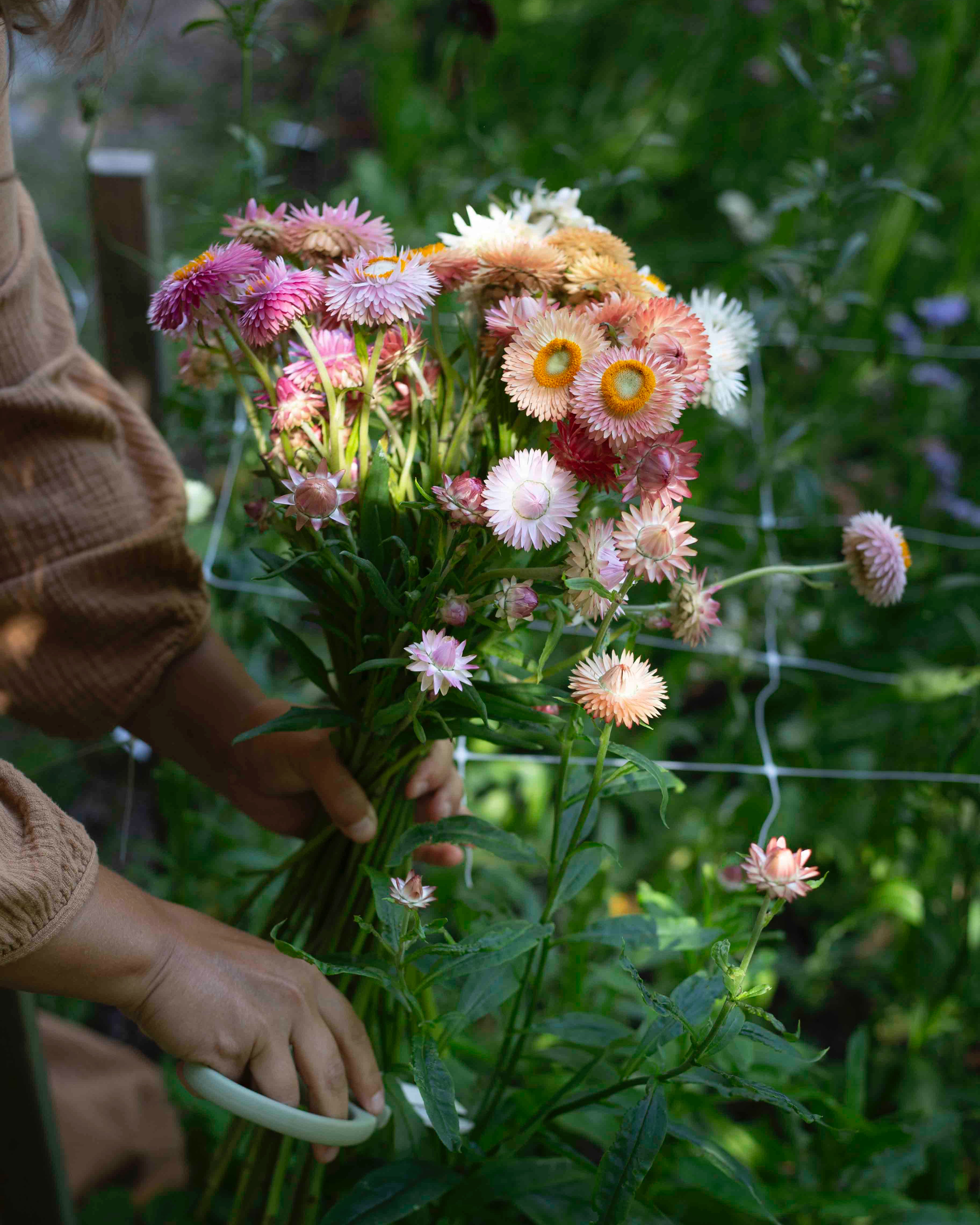Iso-olkikukka Salmon Rose