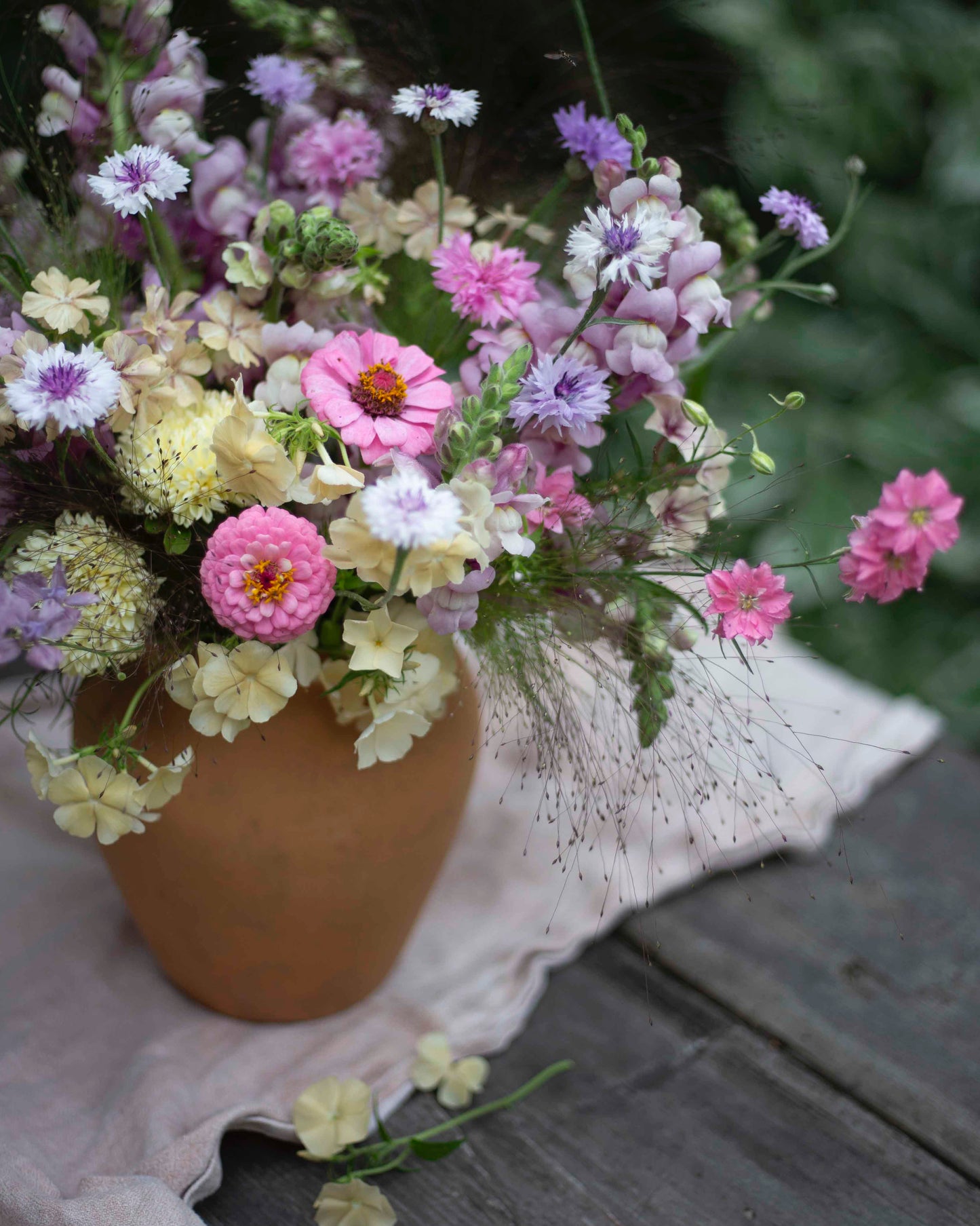 Isotsinnia Oklahoma Pink