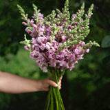 Potomac Lavender