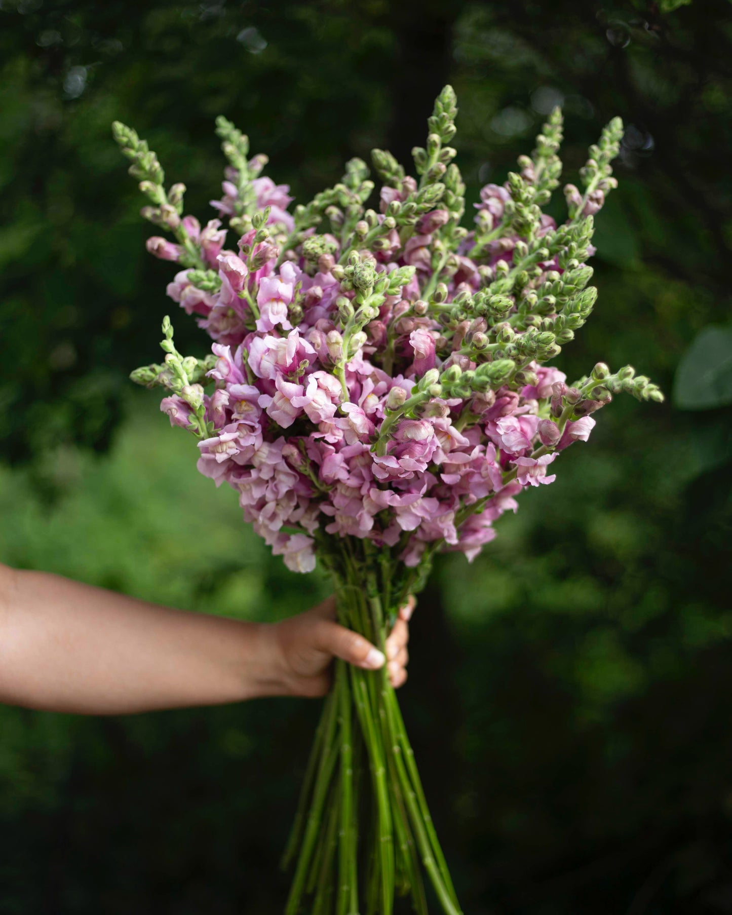 Leijonankita Potomac Lavender