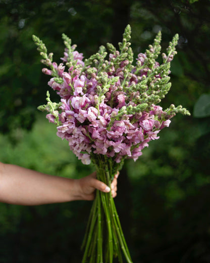 Leijonankita Potomac Lavender