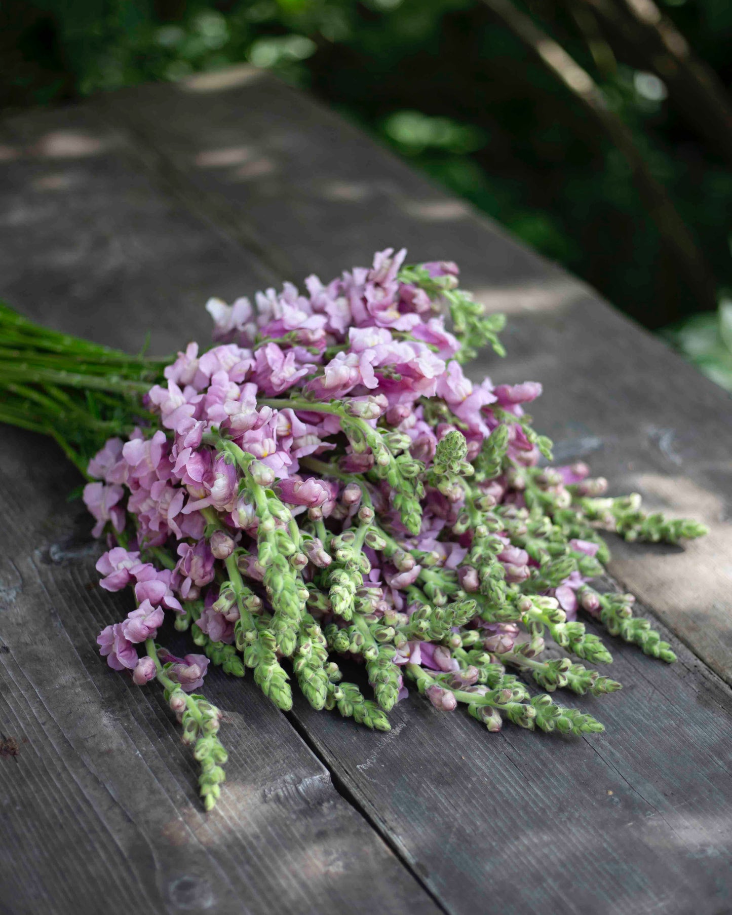 Leijonankita Potomac Lavender