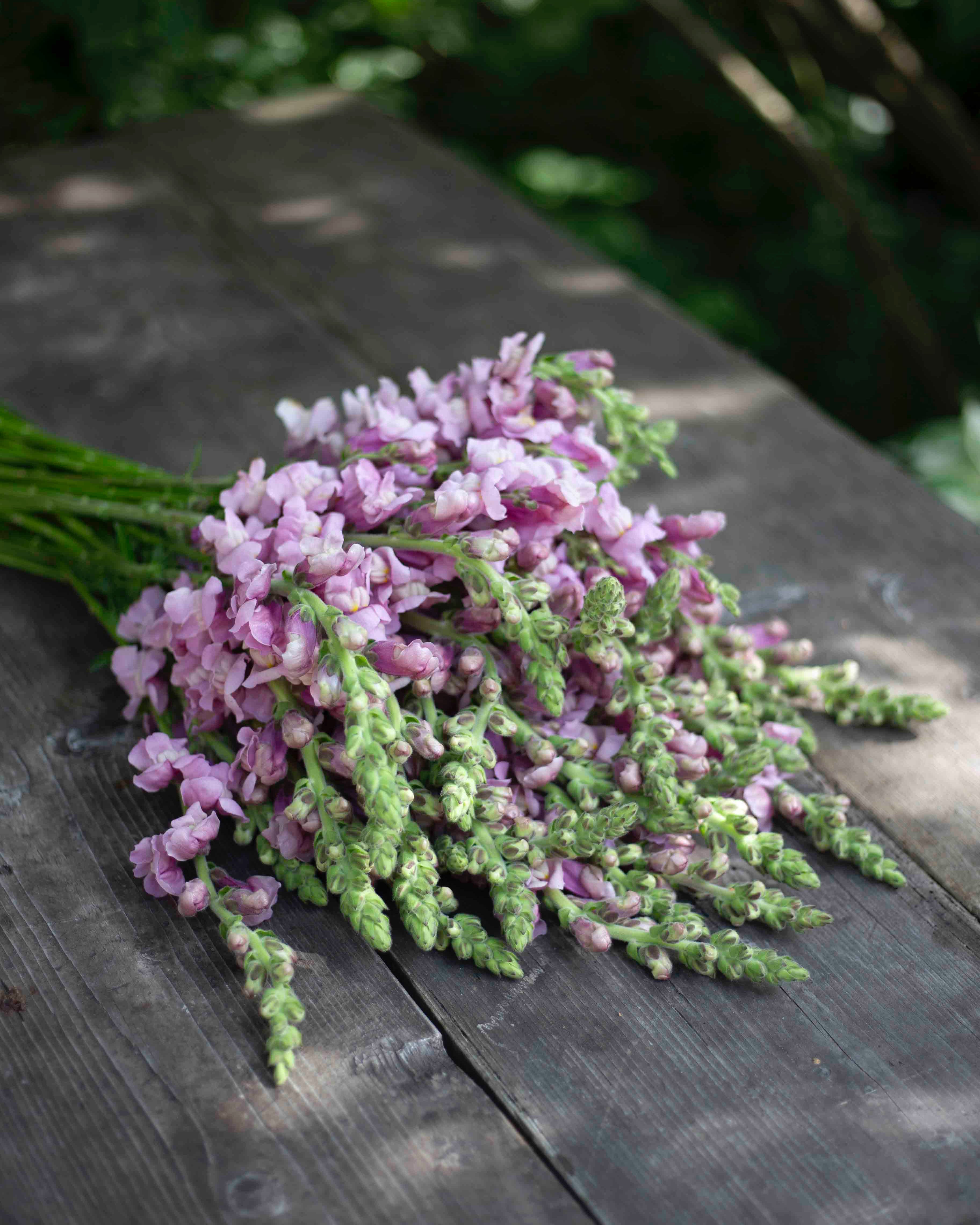 Leijonankita Potomac Lavender