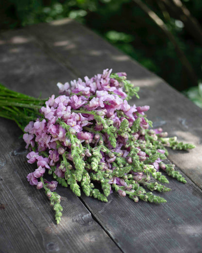 Leijonankita Potomac Lavender