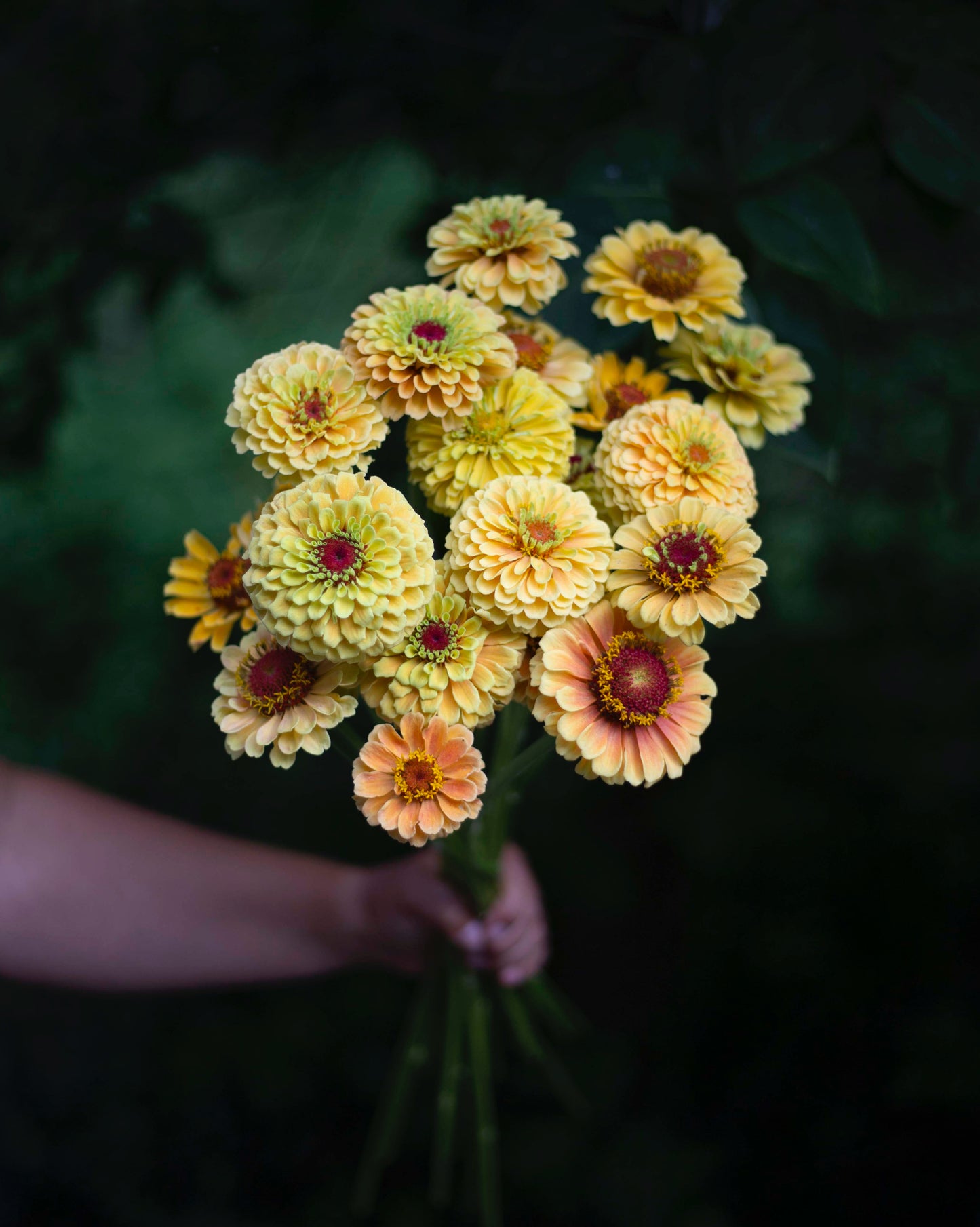 Isotsinnia Queen Lemon Peach