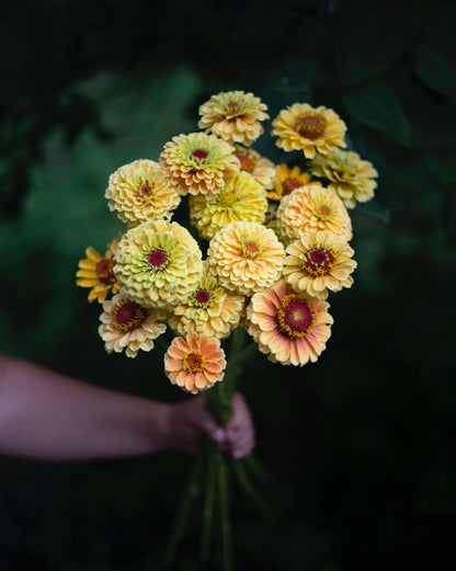 Isotsinnia Queen Lemon Peach