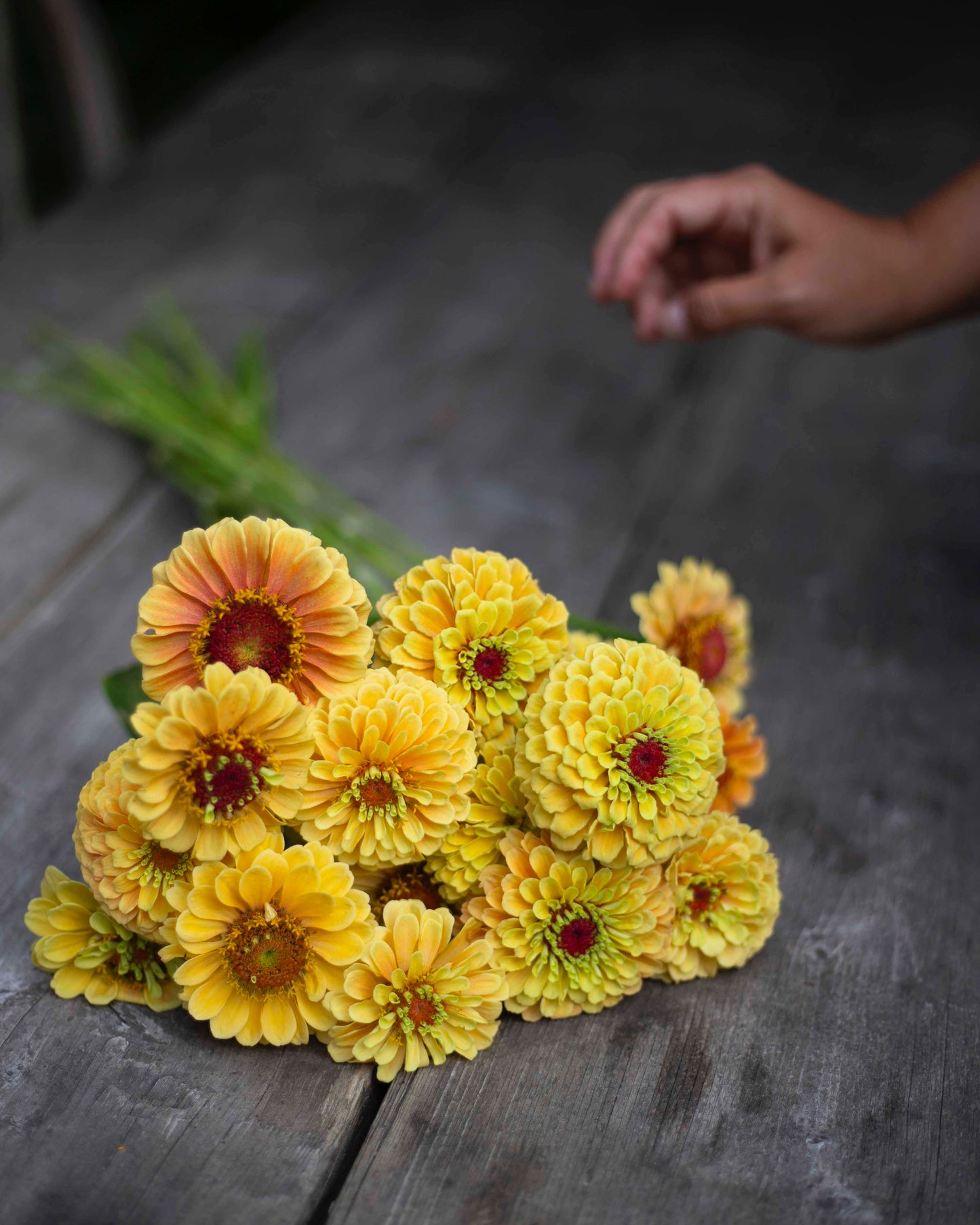 Isotsinnia Queen Lemon Peach