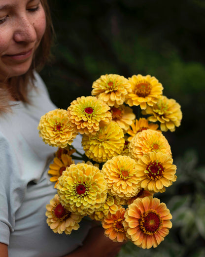 Isotsinnia Queen Lemon Peach