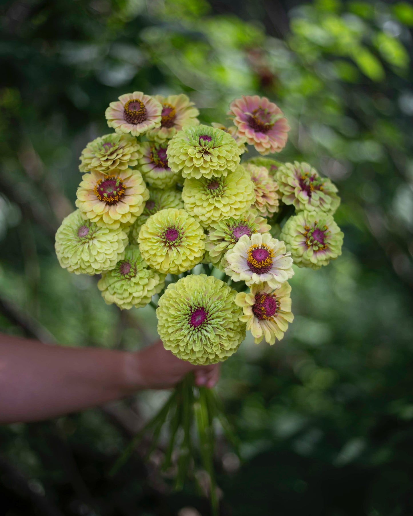 Isotsinnia Queen Lime Blush
