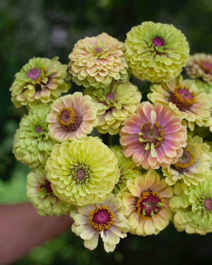 Isotsinnia Queen Lime Blush