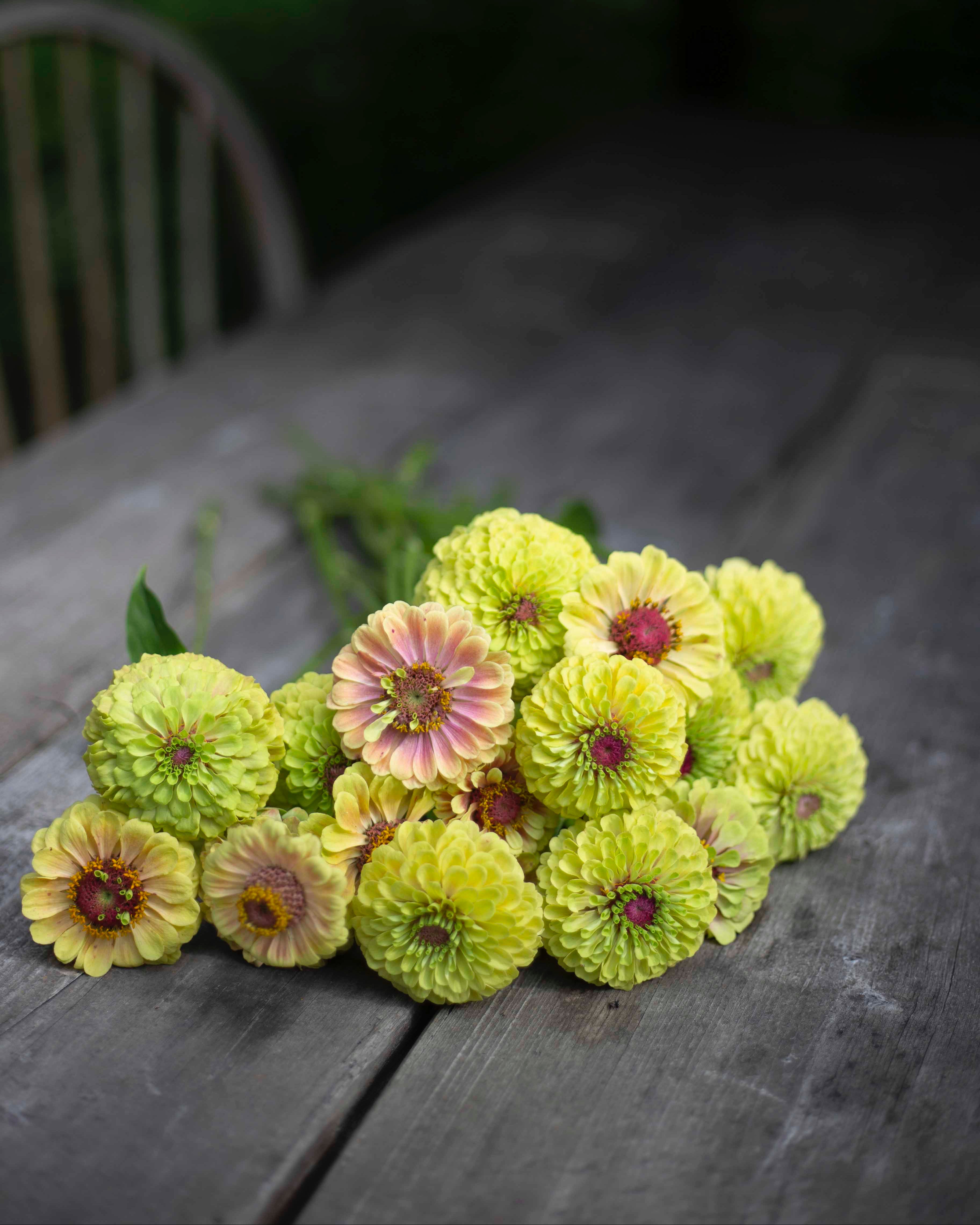 Isotsinnia Queen Lime Blush