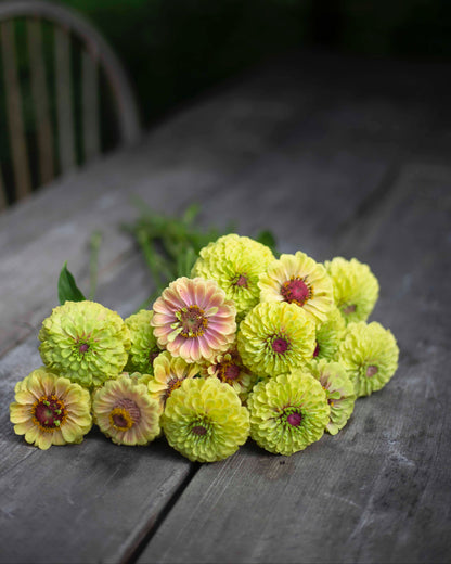 Isotsinnia Queen Lime Blush