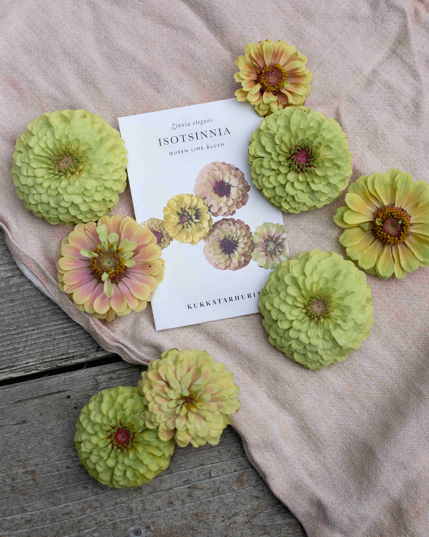 Isotsinnia Queen Lime Blush