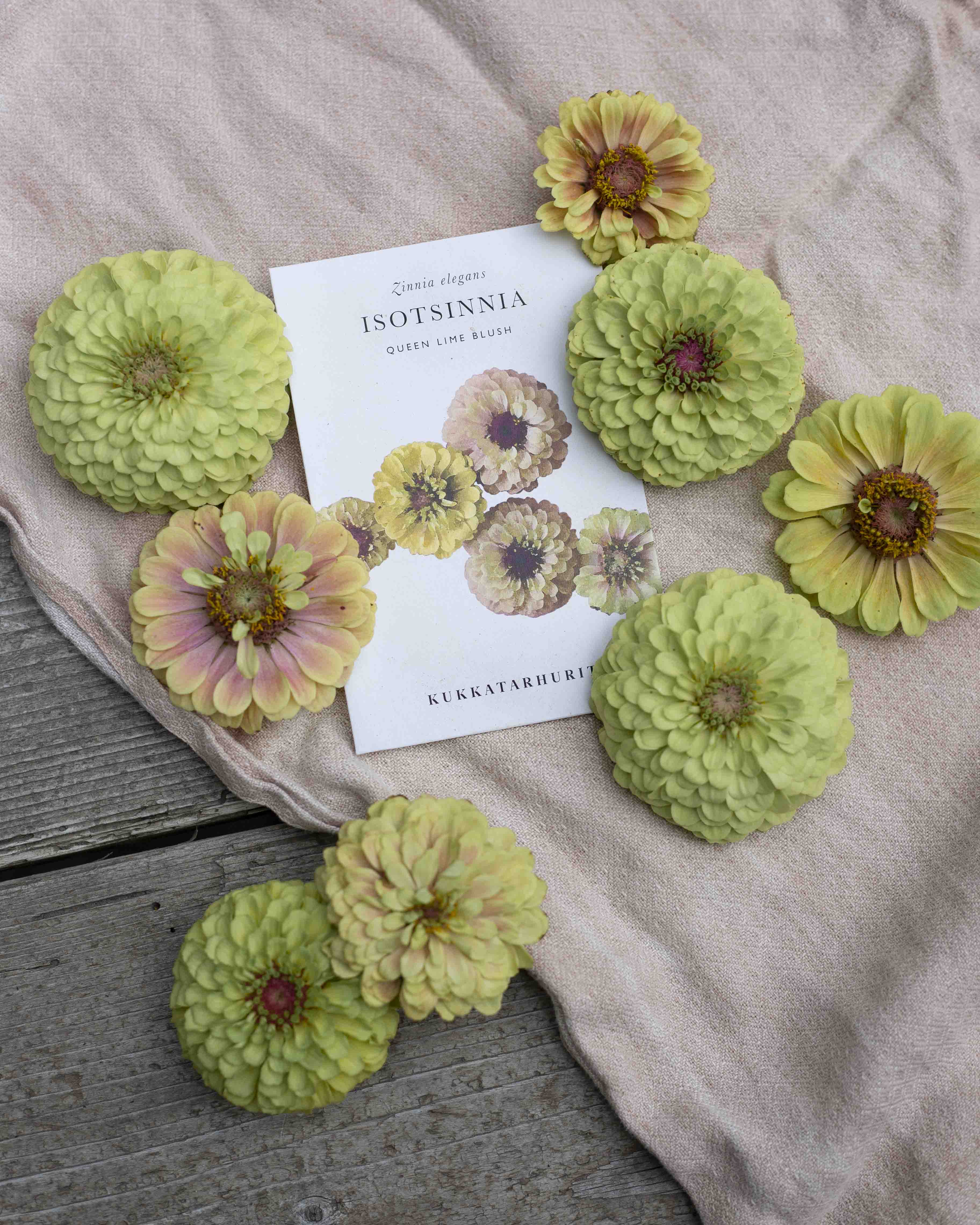 Isotsinnia Queen Lime Blush