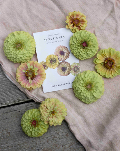 Isotsinnia Queen Lime Blush