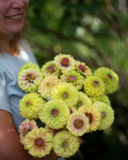 Isotsinnia Queen Lime Blush