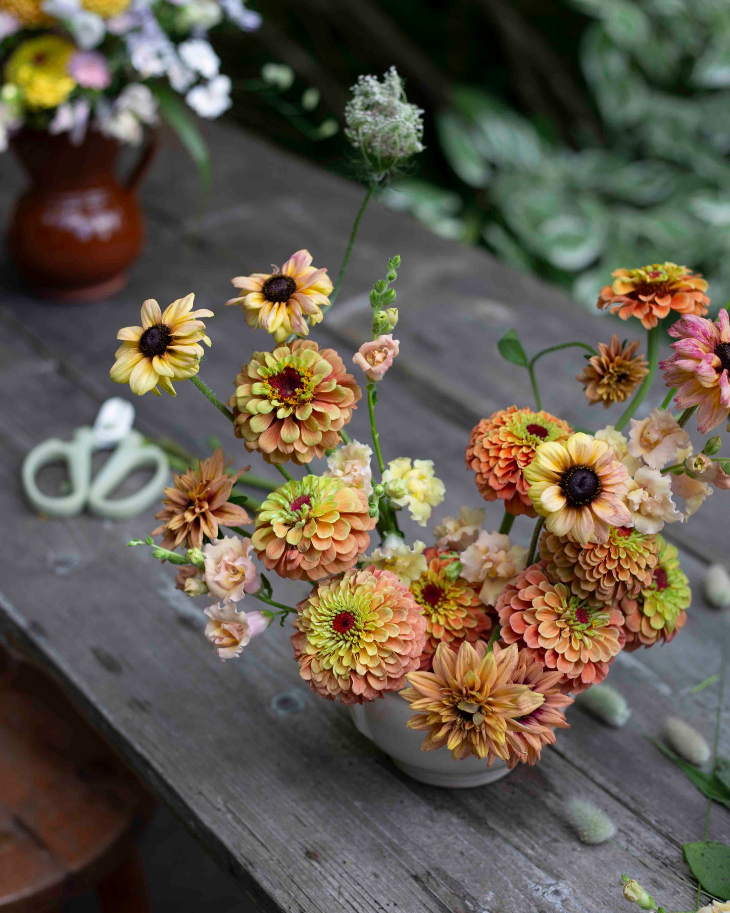 Isotsinnia Queen Lime Orange