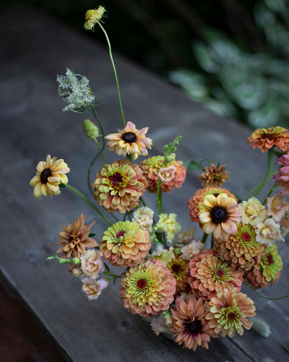 Isotsinnia Queen Lime Orange