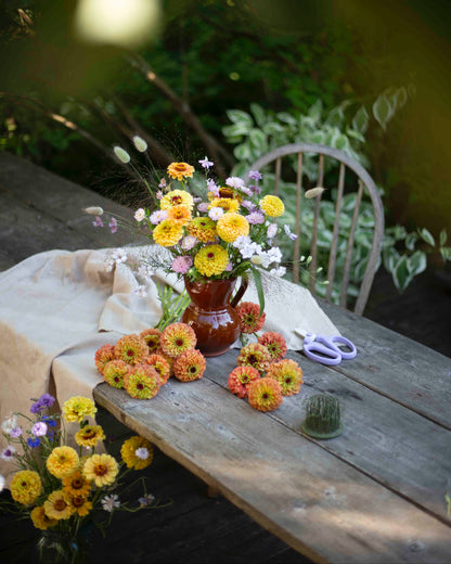 Isotsinnia Queen Lime Orange