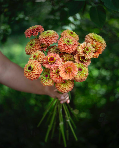 Isotsinnia Queen Lime Orange