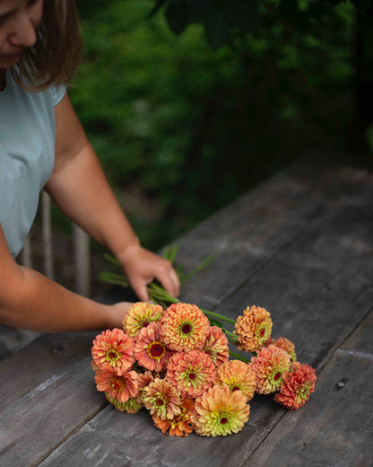 Isotsinnia Queen Lime Orange