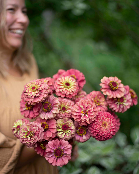 Isotsinnia Queen Red Lime