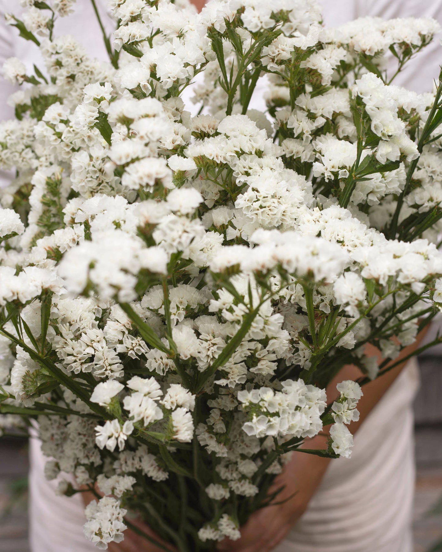 Ikiviuhko QIS® White