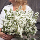 Qis White