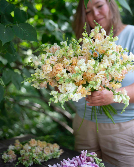 Leijonankita Snapstar Champagne