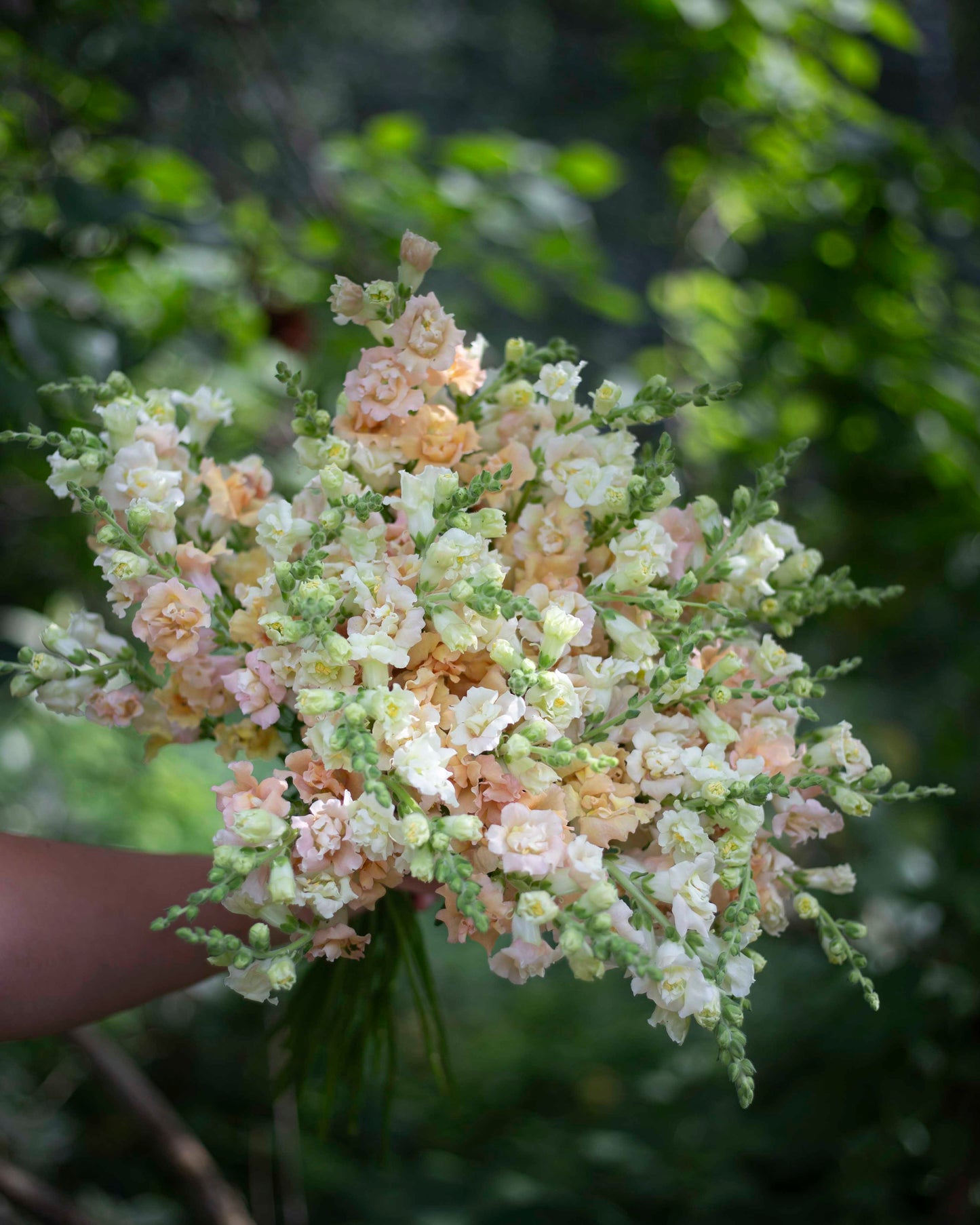 Leijonankita Snapstar Champagne