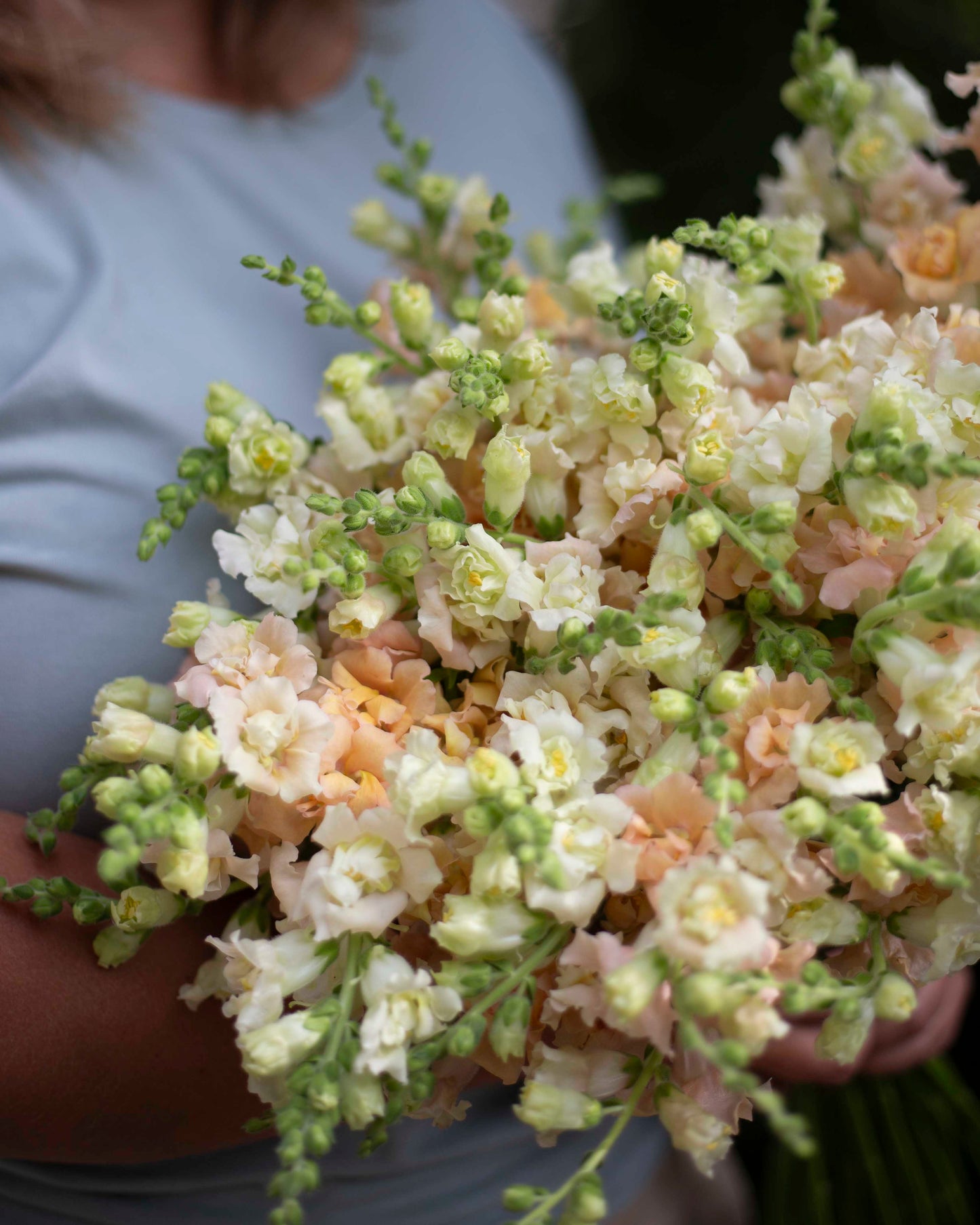 Leijonankita Snapstar Champagne