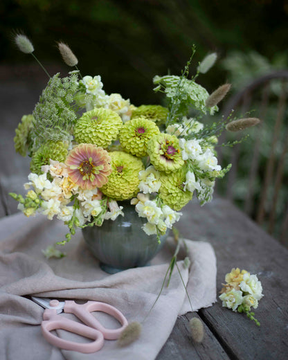 Isotsinnia Queen Lime Blush