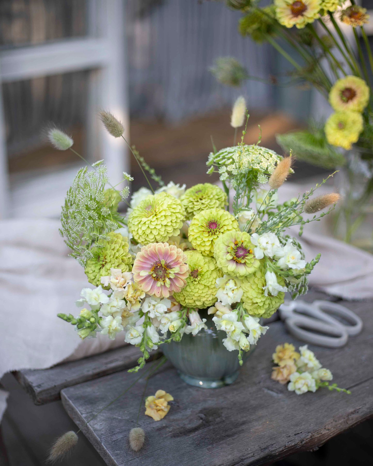 Isotsinnia Queen Lime Blush