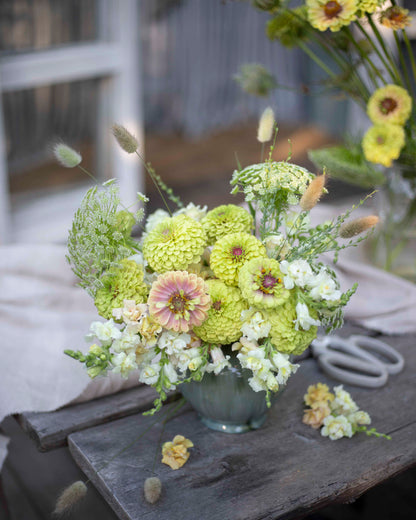 Isotsinnia Queen Lime Blush